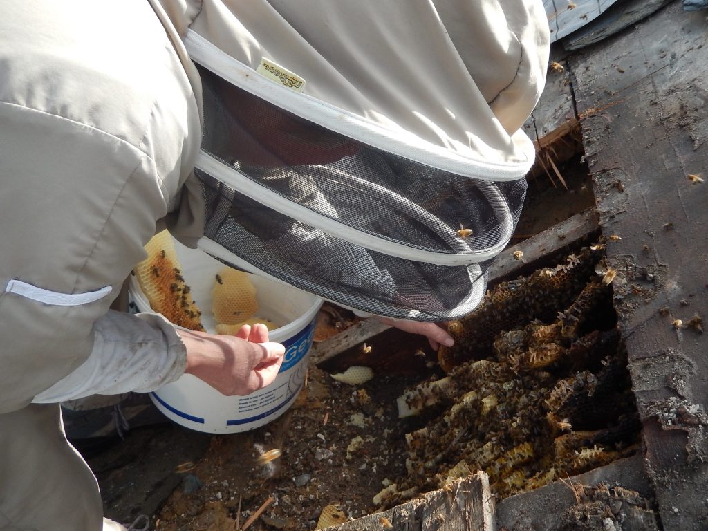 Enid Brown removing the bees from a roof under repair