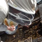 Enid Brown removing the bees from a roof under repair