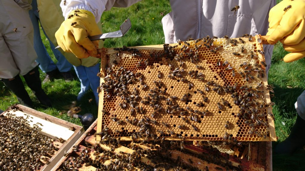 FBA, Newtonbank Apiary. Showing new beekeepers a frame of brood