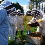 Fife Beekeepers under instruction at the association apiary, Newtonbank, St. Andrews