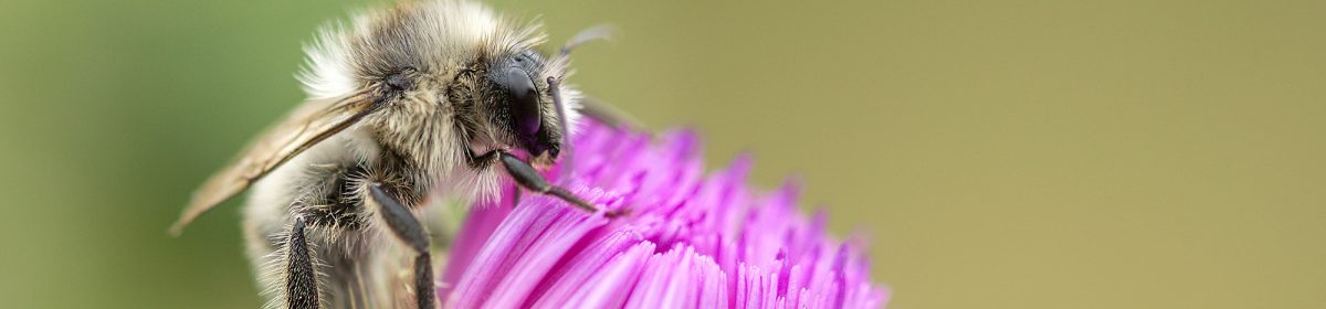 Beekeeping Fife