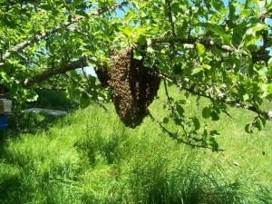 swarm