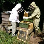 Dunfermline Beekeepers and Fife Beekeepers joint display at 2016 Kinross Agricultural Show - exhibits