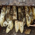 Removing honeybees from a roof, 2016 We would not normally do this but on this occasion workmen were repairing the roof and required the bees to be removed first