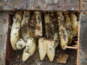 Removing honeybees from a roof, 2016 We would not normally do this but on this occasion workmen were repairing the roof and required the bees to be removed first